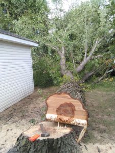 Tree Removal Greenwood AR