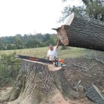 Tree Removal Fort Smith