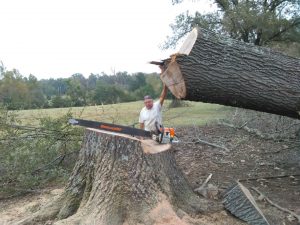 Tree Removal Ozark AR