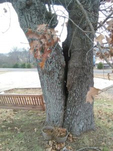 Tree Trimming Russellville AR