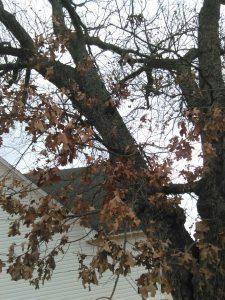 Tree Removal Russellville AR