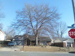 Tree Service Havana AR