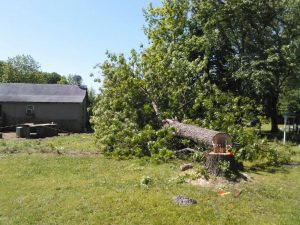 Paris AR Tree Service