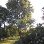 Tree Service Greenwood AR