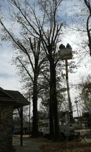 Tree Service Poteau OK