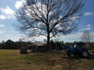 Tree Trimming Greenwood AR