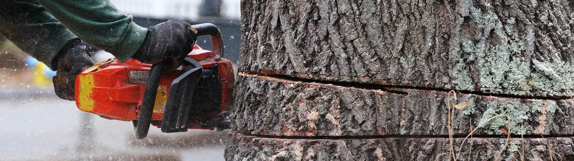 Tree Service Lucas AR