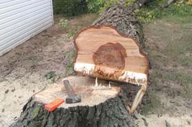 Russellville AR Tree Service