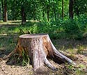 Stump Grinding and Stump Removal Fort Smith AR