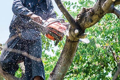 Tree Service Fort Smith AR