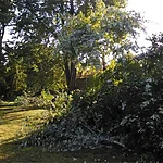 Tree Service Greenwood AR